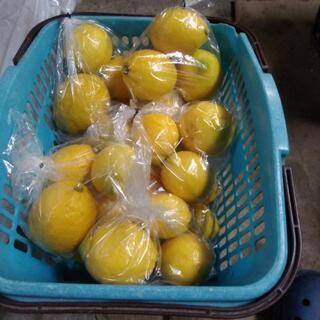 無農薬栽培のレモン３個セット