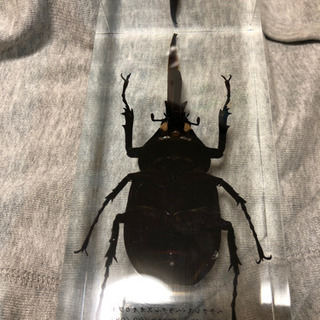 ヘラクレスオオカブト　標本 ヘラクレスオオカブト 標本 展足済