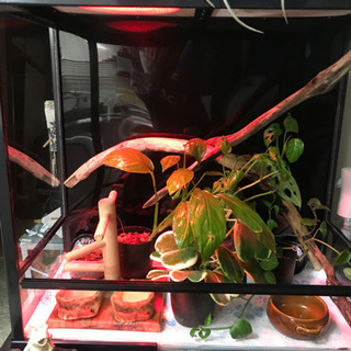 アカメアマガエル　オスメスセット　シュレーゲル-ルイヴィトンネヴァーフル MM  定価¥370,700