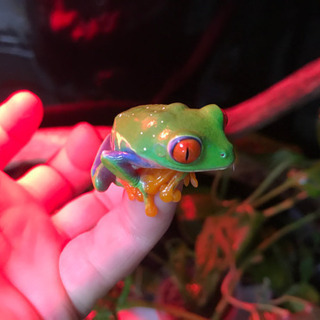 アカメアマガエル　オスメスセット　シュレーゲル-ルイヴィトンネヴァーフル MM  定価¥370,700