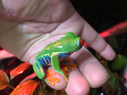 アカメアマガエル オスメスセット シュレーゲル