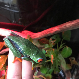 アカメアマガエル　オスメスセット　シュレーゲル-ルイヴィトンネヴァーフル MM  定価¥370,700