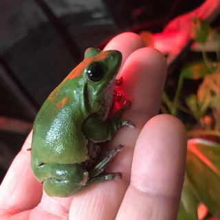 アカメアマガエル　オスメスセット　シュレーゲル