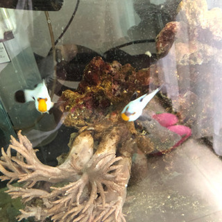 その他 プラチナオセラリス 1匹 プラチナオセラリス　1匹