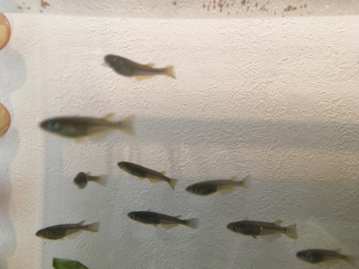 野生メダカ 黒メダカ 5匹 ご相談可 Tohrusan 流山のその他の中古あげます 譲ります ジモティーで不用品の処分