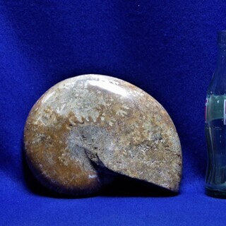 2.4㎏マダガスカル産　アンモナイト　縫合線化石　