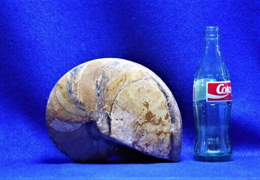 3.7㎏　マダガスカル産オウムガイ　化石