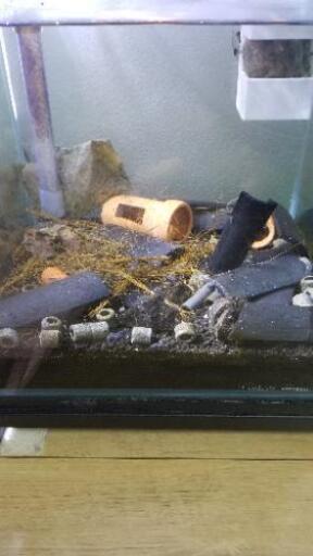 テキサスドワーフザリガニ テクサナス Nanasesena 本郷台のその他の中古あげます 譲ります ジモティーで不用品の処分