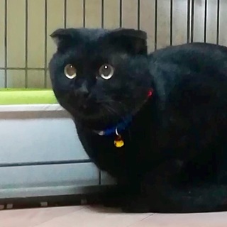 折れ耳スコ風の黒猫 - 猫