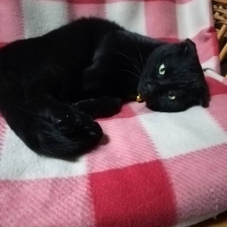 折れ耳スコ風の黒猫 − 北海道