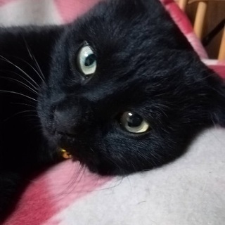 折れ耳スコ風の黒猫 - 札幌市