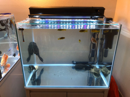 激安特価 最終値下げ 美品コトブキ60cmワイド水槽60x45x45 Led上部フィルター水槽台4点セット Omurice184 市役所前のその他の中古あげます 譲ります ジモティーで不用品の処分 激安特価 最終値下げ 美品コトブキ60cmワイド水槽60x45x45 Led上部フィルター水槽台4点セット Omurice184 市役所前のその他の中古あげます 譲ります ジモティーで不用品の処分
