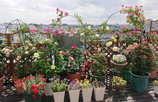 バラ プランター植え さし上げます そうすけ 志村坂上のその他の中古あげます 譲ります ジモティーで不用品の処分 バラ プランター植え さし上げます そうすけ 志村坂上のその他の中古あげます 譲ります ジモティーで不用品の処分