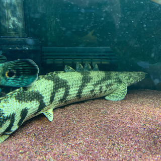 ギニア産ポリプテルスエンドリケリー２匹