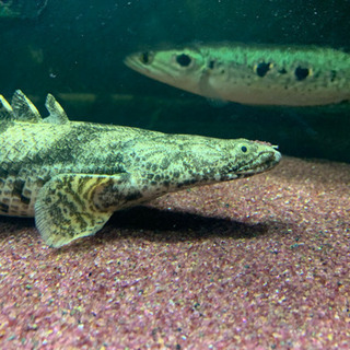 ギニア産ポリプテルスエンドリケリー２匹