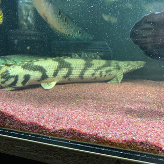 ギニア産ポリプテルスエンドリケリー２匹