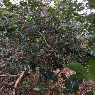 ジャボチカバ 三本 ジャボチカバ 三本