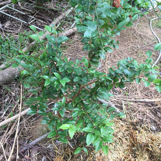 ジャボチカバ 三本 ジャボチカバ 三本