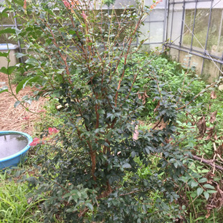 ジャボチカバ 三本