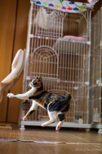 人間大好き お膝大好き 三毛猫のしっぽちゃん ハッピータビー 恩智の猫の里親募集 ジモティー
