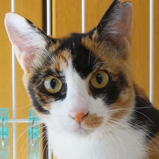 人間大好き お膝大好き 三毛猫のしっぽちゃん ハッピータビー 恩智の猫の里親募集 ジモティー