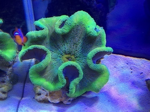 イボハタゴイソギンチャク  メタグリーン