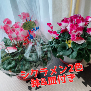 【売約済み】シクラメン　ピンク2色　生花