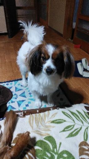 垂れ耳パピヨン よろしくお願いします カズ1115 黒磯の犬の里親募集 ジモティー 垂れ耳パピヨン よろしくお願いします カズ1115 黒磯の犬の里親募集 ジモティー