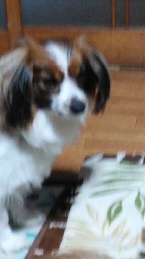 垂れ耳パピヨン よろしくお願いします カズ1115 黒磯の犬の里親募集 ジモティー 垂れ耳パピヨン よろしくお願いします カズ1115 黒磯の犬の里親募集 ジモティー