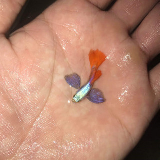 その他 #熱帯魚 ダンボプラチナ ビックエアー レッドタイル グッピー