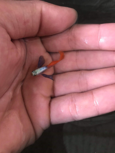 #熱帯魚　ダンボプラチナ　ビックエアー　レッドタイル　グッピー 熱帯魚 ダンボプラチナ ビックエアー レッドタイル グッピー 【公式通販】