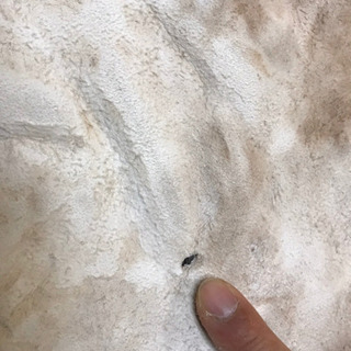 鹿の毛皮2 （大鹿）敷物 タペストリー ラグマット