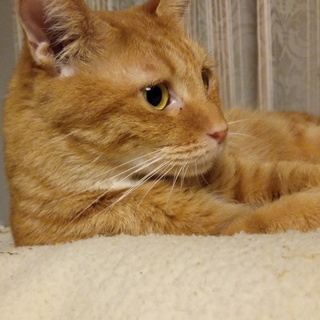 甘えん坊でナイーブな茶トラのメスです 推定２歳くらい シャールル 鹿児島の猫の里親募集 ジモティー