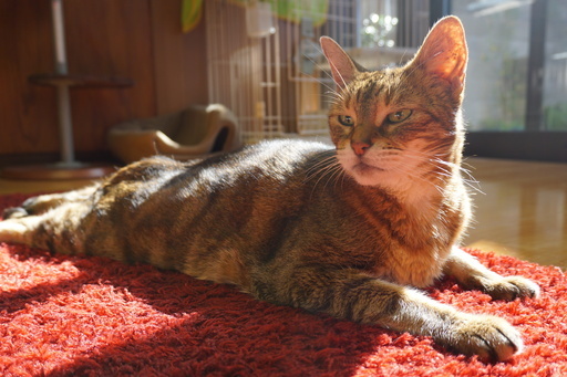 抱っこして と抱っこをせがむ 人間の子供のような甘えん坊 マスター ハッピータビー 恩智の猫の里親募集 ジモティー 抱っこして と抱っこをせがむ 人間の子供のような甘えん坊 マスター ハッピータビー 恩智の猫の里親募集 ジモティー