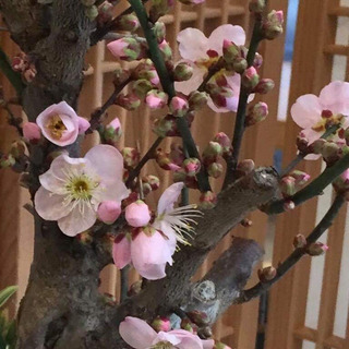 “春を感じるインテリア盆栽”　梅盆栽ワークショップ 