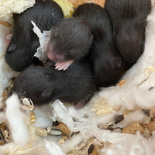 ゴールデンハムスター　クロクマの赤ちゃん２匹里親募集🐹　　里親決...