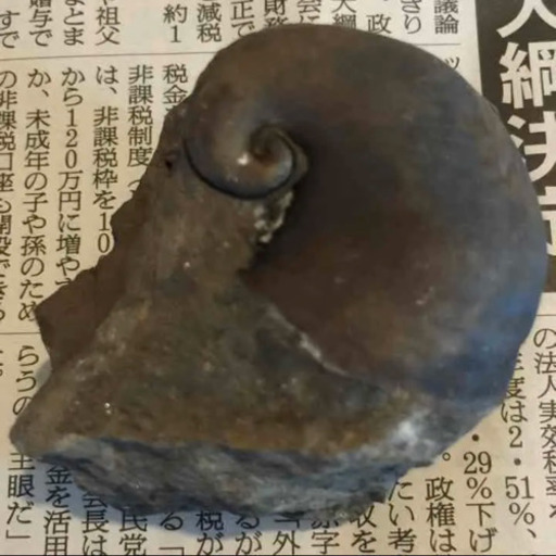 アンモナイト化石 Harry 川口のその他の中古あげます 譲ります ジモティーで不用品の処分 アンモナイト化石 Harry 川口のその他の中古あげます 譲ります ジモティーで不用品の処分