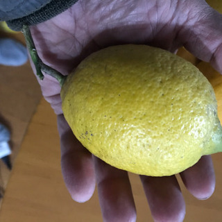 無農薬天然レモン一つ１００円激安