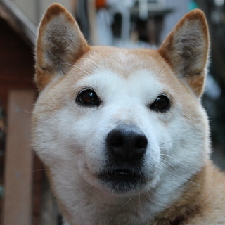 【返信停止中】13歳柴犬メス/血統書付き、育てやすさ◎ 