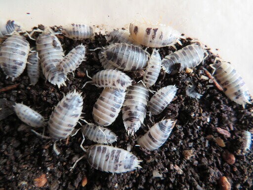 ダルメシアンクマワラジムシ れもん みよしのその他の中古あげます 譲ります ジモティーで不用品の処分