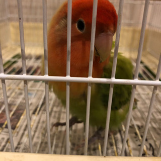 コザクラインコ