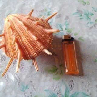 貝　オブジェ５