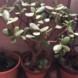 宮崎県の中古多肉植物が無料 格安で買える ジモティー