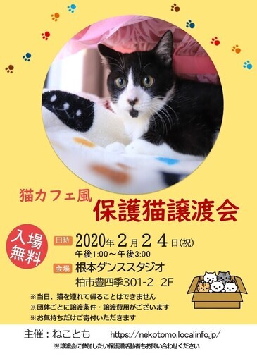 2 24 祝 猫カフェ風保護猫譲渡会根本ダンススタジオ ねことも 豊四季のその他のイベント参加者募集 無料掲載の掲示板 ジモティー 2 24 祝 猫カフェ風保護猫譲渡会根本ダンススタジオ ねことも 豊四季のその他のイベント参加者募集 無料掲載の掲示板 ジモティー