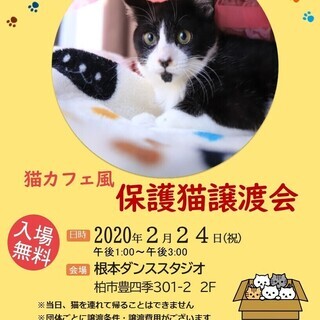 2/24（祝）猫カフェ風保護猫譲渡会　根本ダンススタジオ