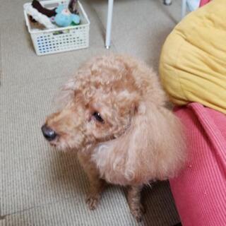 沖縄県 那覇市の犬の里親募集 ジモティー