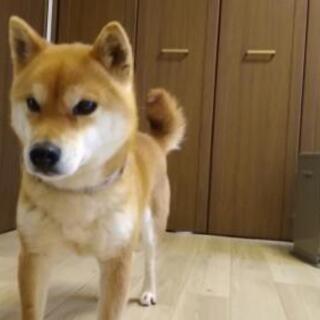 兵庫県の保護犬 里親募集 ジモティー