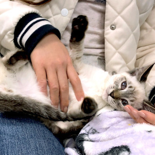 1月26日(日) 猫の譲渡会 名古屋市守山区 動物医療センターもりやま犬と猫の病院　みなと猫の会 主催 - その他