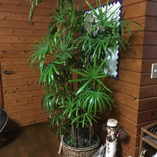 観音竹   観葉植物 2メートルサイズ