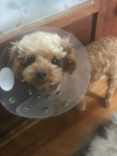 約4歳のトイプードル とヨークシャーテリアとマルチーズのmix犬 Mixの子は受付中止中です ぱにぱに 安里のその他の里親募集 ジモティー